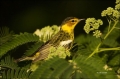 Florida;Southeast-USA;Cape-May-Warbler;Warbler;Dendroica-tigrina;one-animal;clos
